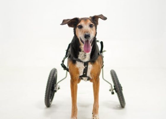 Símbolo da causa animal e da cãominhada de Pedro Leopoldo, cãozinho Jack morre nesta quarta-feira aos 12 anos