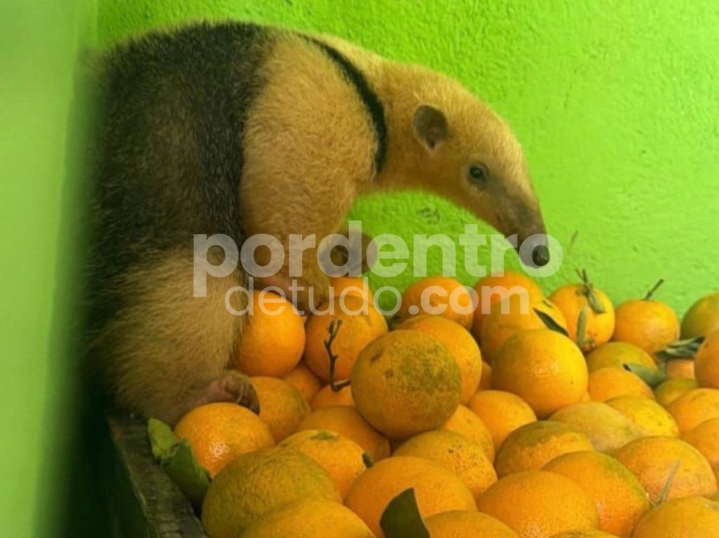 Tamanduá é resgatado em sacolão no bairro Dona Sílvia, em Sete Lagoas