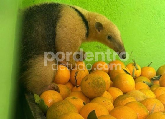 Tamanduá é resgatado em sacolão no bairro Dona Sílvia, em Sete Lagoas