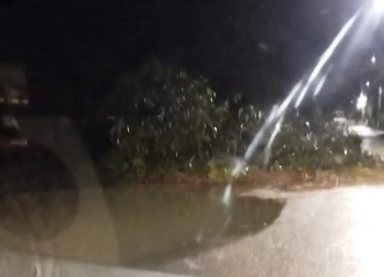 VÍDEO: Árvore cai e bloqueia via durante forte chuva em Pedro Leopoldo