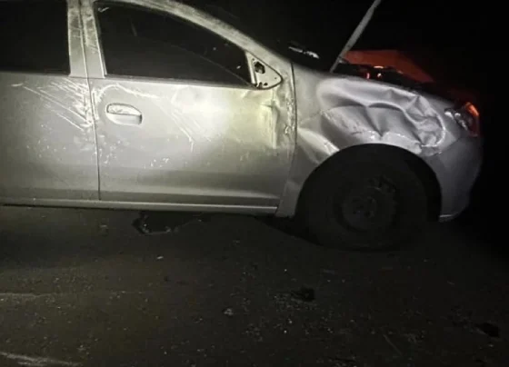 Animal na pista provoca acidente com vítima na MG-238, em Sete Lagoas