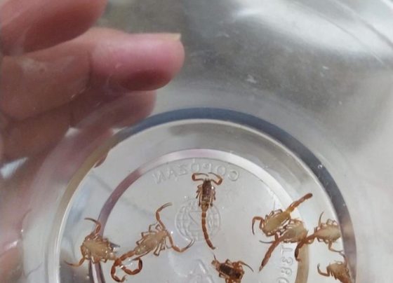 VÍDEO: Infestação de escorpiões em condomínio gera medo e pedidos de socorro em Pedro Leopoldo