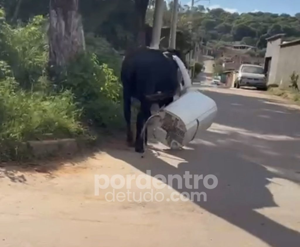 VÍDEO: Vaca que “furtou” tanquinho em Mocambeiro teve caso esclarecido pela dona do objeto