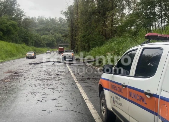 Árvore cai na MG-424 e trânsito é liberado em 20 minutos após ação da Defesa Civil de Pedro Leopoldo