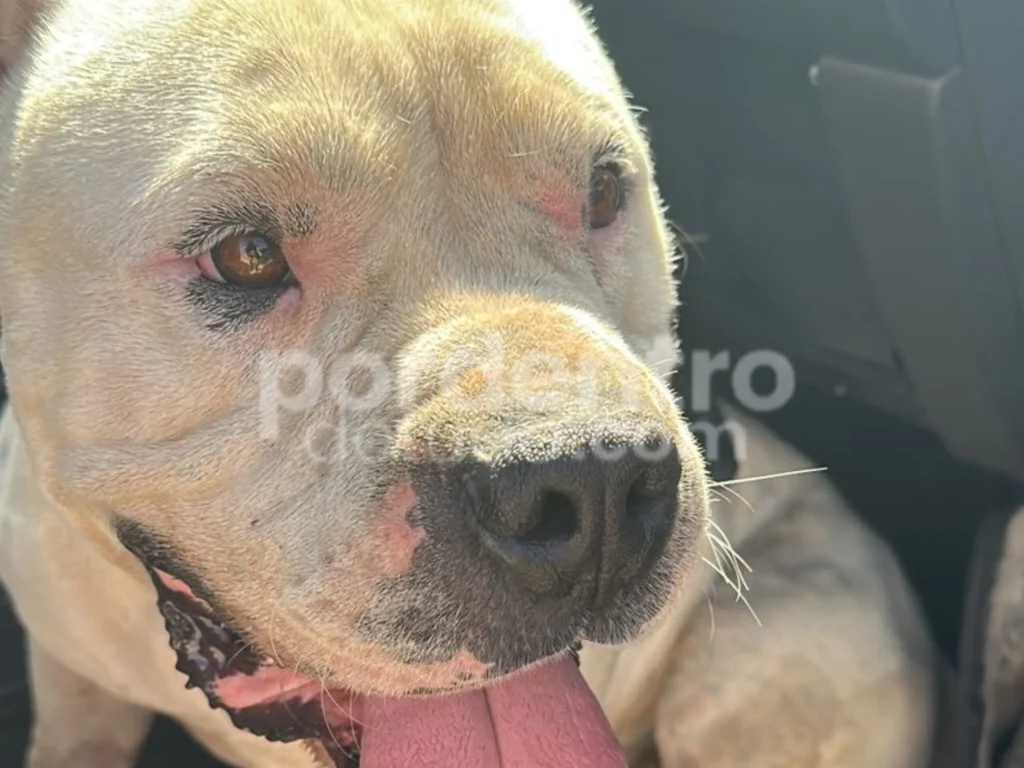 Cachorro é resgatado pela Polícia Militar após se assustar com fogos em Matozinhos