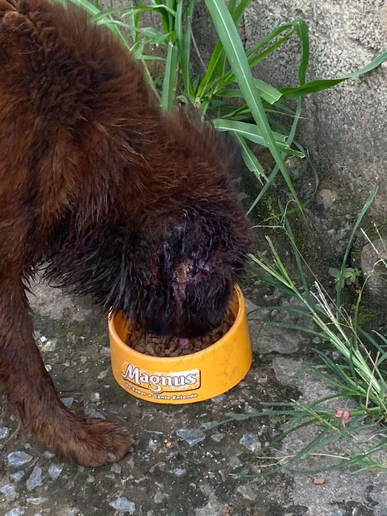 Cachorro ferido em Matozinhos aguarda resgate e mobiliza moradores nesta quarta-feira (14)