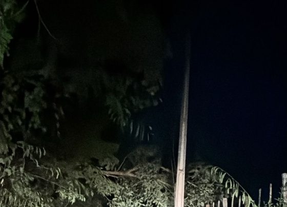 Cerca de 80 moradores ficam sem energia após galho atingir rede elétrica no distrito de Mocambeiro, em Matozinhos