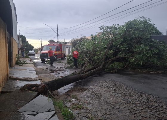 Chuvas derrubam árvores, interditam vias e mobilizam bombeiros em Sete Lagoas e região