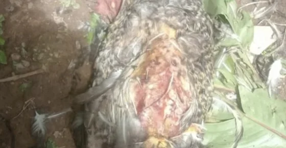 Dez aves são mortas a pauladas em Pedro Leopoldo