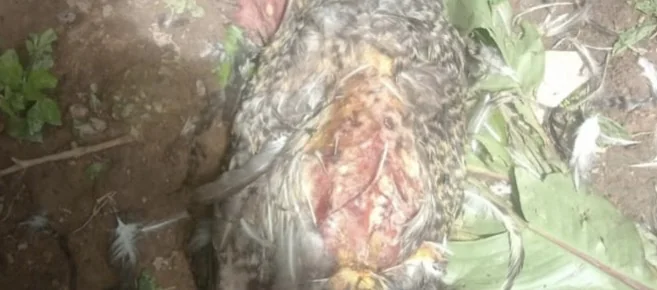 Dez aves são mortas a pauladas em Pedro Leopoldo