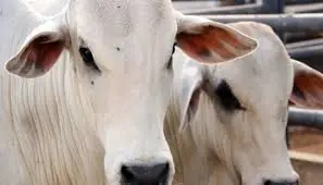 Furto de vacas é registrado em chácara na zona rural de Pedro Leopoldo