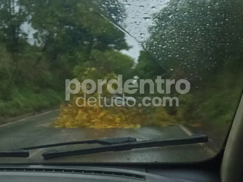 Queda de árvores deixa MG-424 perigosa entre Matozinhos e Sete Lagoas