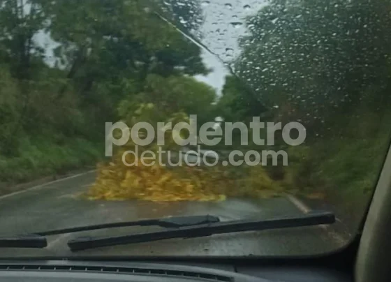 Queda de árvores deixa MG-424 perigosa entre Matozinhos e Sete Lagoas