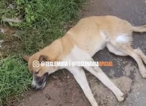 VÍDEO: Cachorro caramelo é atropelado e motorista foge sem prestar socorro em Sete Lagoas