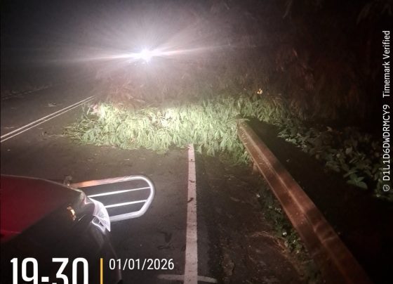 VÍDEO: Queda de árvores na MG-424 mobiliza Bombeiros, Defesa Civil e Polícia Militar em Matozinhos