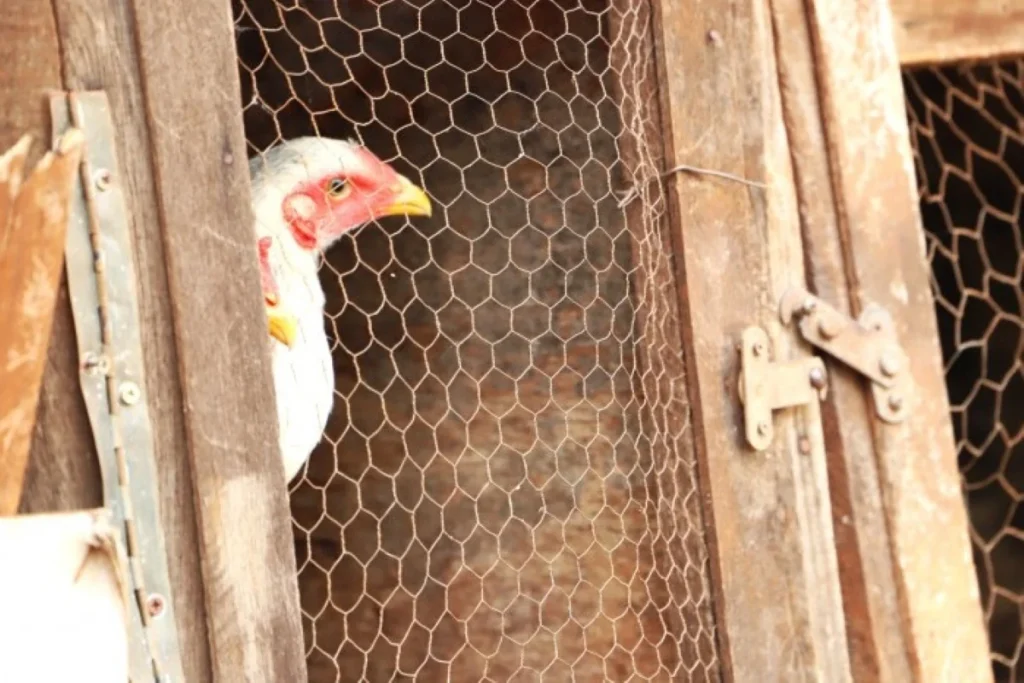 Cerca é quebrada e 35 galinhas são mortas em invasão a residência em Pedro Leopoldo