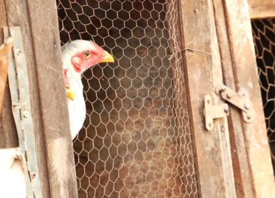 Cerca é quebrada e 35 galinhas são mortas em invasão a residência em Pedro Leopoldo