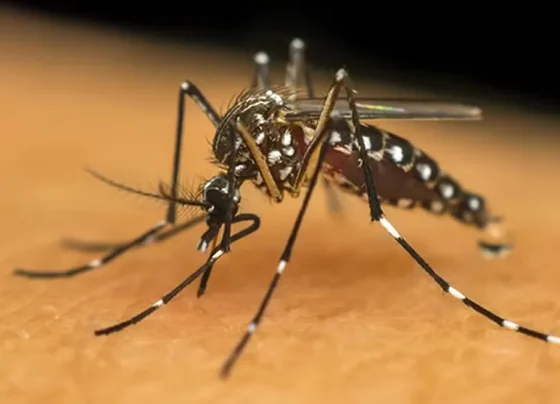 Dengue em Pedro Leopoldo tem 38 notificações e apenas 1 caso positivo em janeiro de 2026