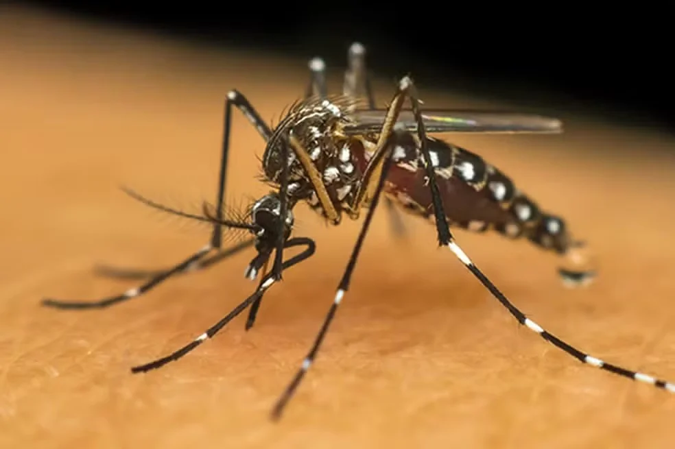 Dengue em Pedro Leopoldo tem 38 notificações e apenas 1 caso positivo em janeiro de 2026