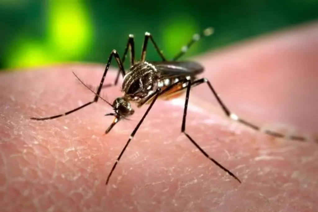 Dia D contra a Dengue tem novo endereço neste sábado em Matozinhos