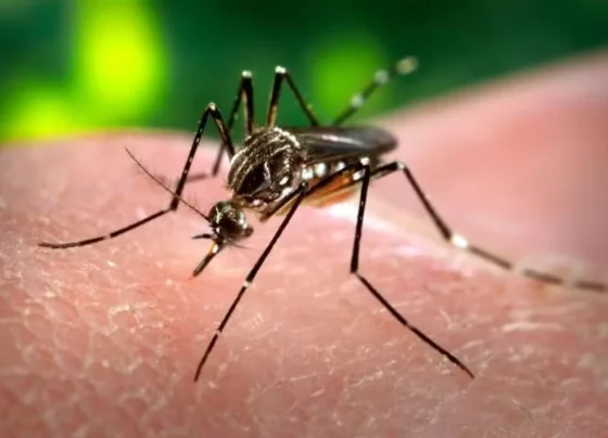 Dia D contra a Dengue tem novo endereço neste sábado em Matozinhos