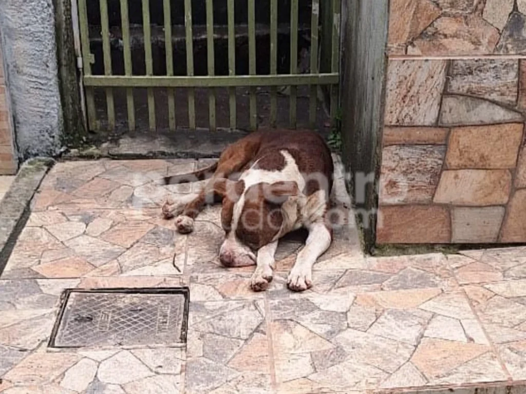 Pitbull solto há quatro dias preocupa moradores e escola no bairro São Geraldo, em Pedro Leopoldo