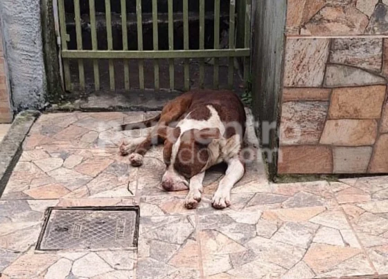 Pitbull solto há quatro dias preocupa moradores e escola no bairro São Geraldo, em Pedro Leopoldo