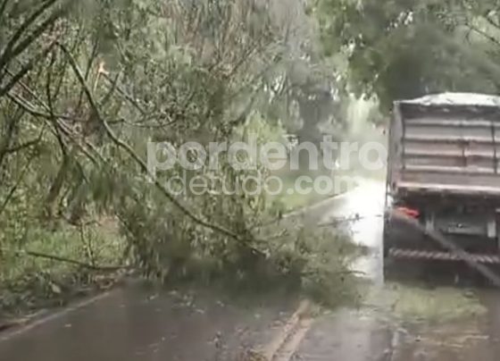 VÍDEO: Árvore cai na MG-424 entre Matosinhos e Prudente de Morais após chuva forte