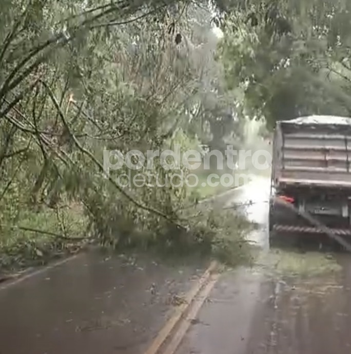 VÍDEO: Árvore cai na MG-424 entre Matosinhos e Prudente de Morais após chuva forte