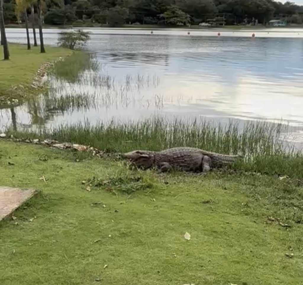 VÍDEO: Jacaré Alfredo “dá as caras” na orla da Lagoa Central e surpreende família de Pedro Leopoldo