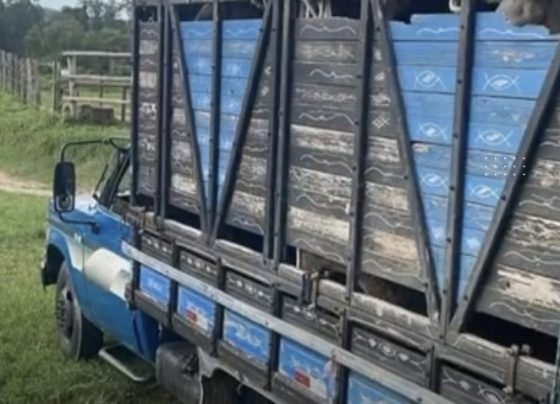 VÍDEO: Pedro Leopoldo amplia horário para recolhimento de animais de grande porte