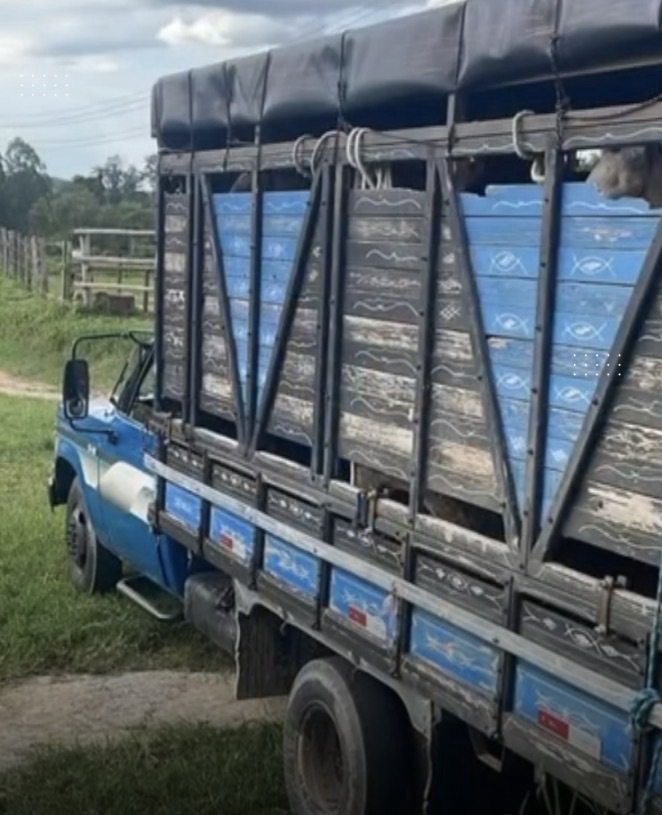 VÍDEO: Pedro Leopoldo amplia horário para recolhimento de animais de grande porte