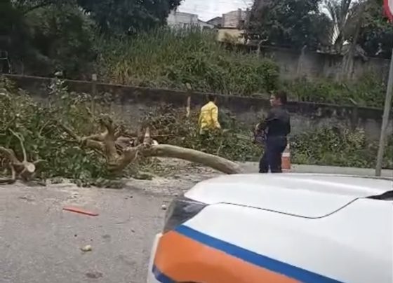 VÍDEO: Queda de árvore interdita via e mobiliza Defesa Civil em Pedro Leopoldo