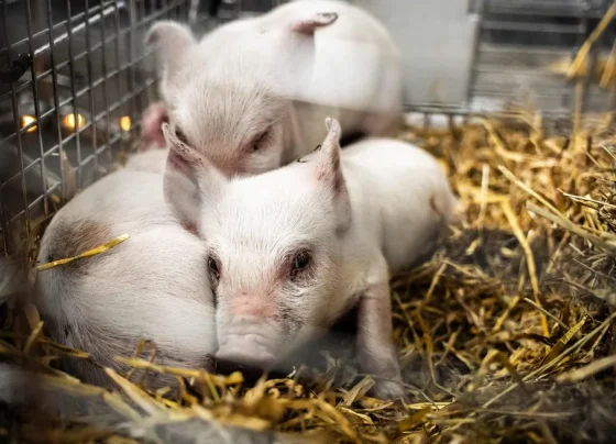 4 leitões são furtados após invasão em obra residencial em Pedro Leopoldo