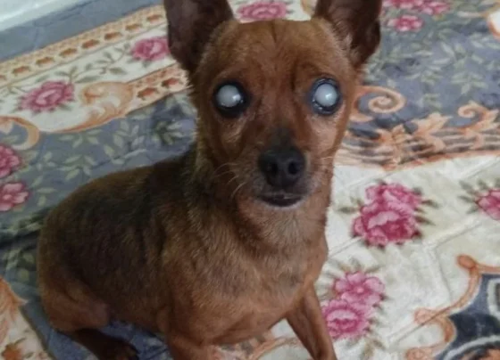 Cachorro cego é resgatado na MG-424, em Matozinhos, e mobiliza campanha para encontrar família