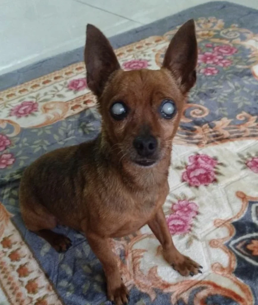 Cachorro cego é resgatado na MG-424, em Matozinhos, e mobiliza campanha para encontrar família