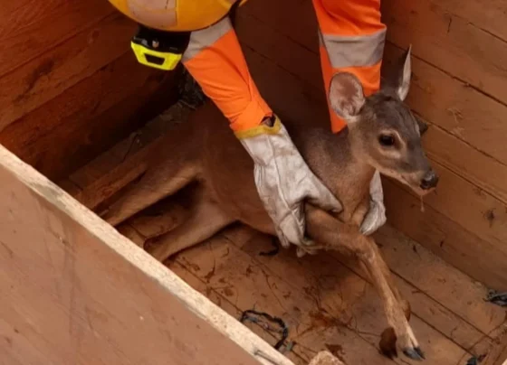 Cervo ferido é resgatado em Pedro Leopoldo e levado para atendimento veterinário