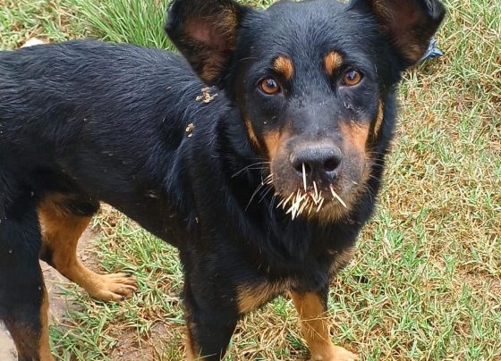 Mulheres se unem e salvam cães feridos por ouriço em bairro de Matozinhos