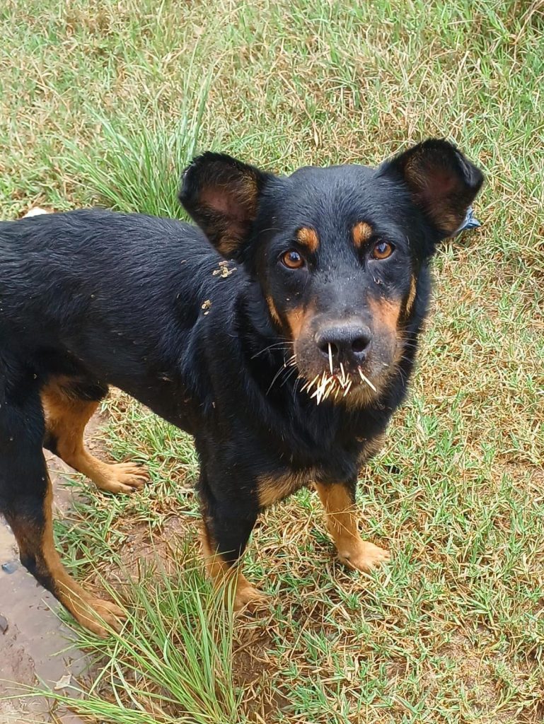 Mulheres se unem e salvam cães feridos por ouriço em bairro de Matozinhos