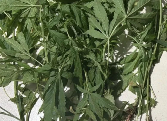 Oito pés de maconha são aprendidos em academia em Sete Lagoas