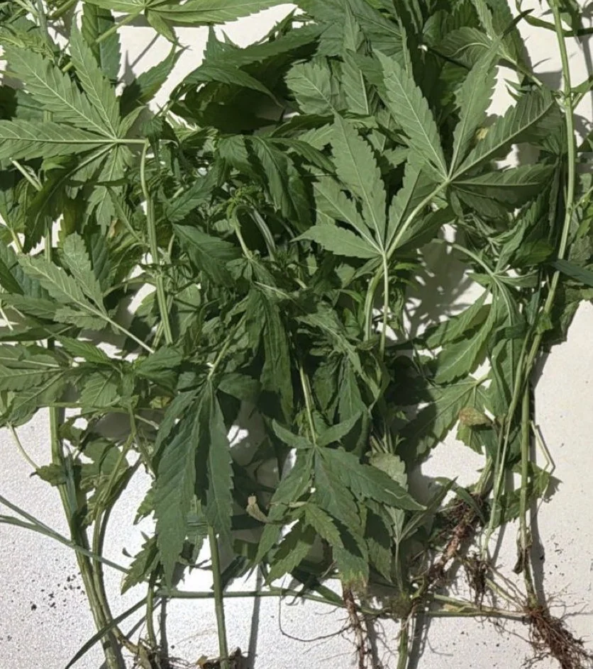 Oito pés de maconha são aprendidos em academia em Sete Lagoas
