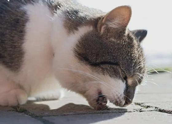 Três gatos são encontrados mortos com suspeita de envenenamento em Pedro Leopoldo