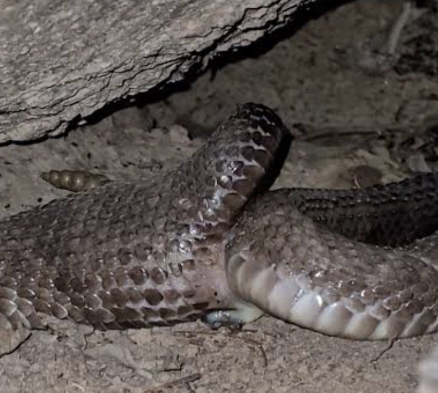 VÍDEO: Período de acasalamento de cobras aumenta aparições e gera alerta em Pedro Leopoldo