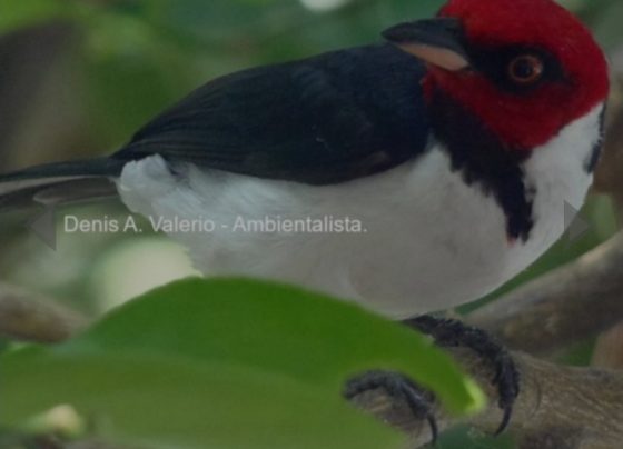 Bombeiro civil de Pedro Leopoldo lança livro sobre aves e meio ambiente