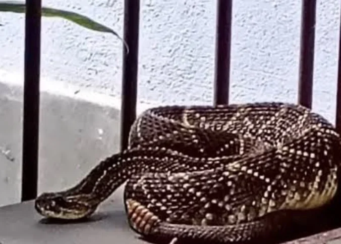 Bombeiros capturam cascavéis em caixa d’água desativada em Sete Lagoas