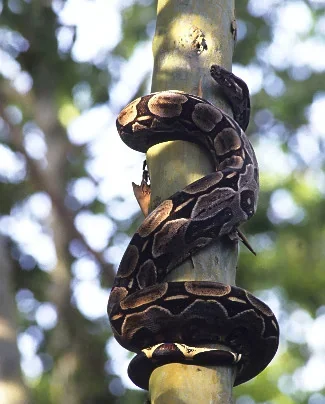 Bombeiros capturam duas jiboias em árvore de residência em Sete Lagoas