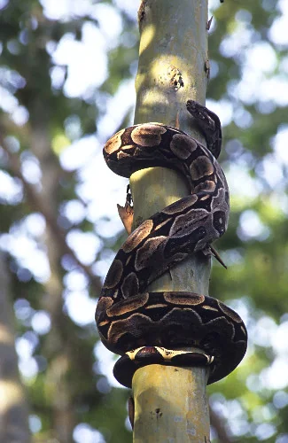 Bombeiros capturam duas jiboias em árvore de residência em Sete Lagoas