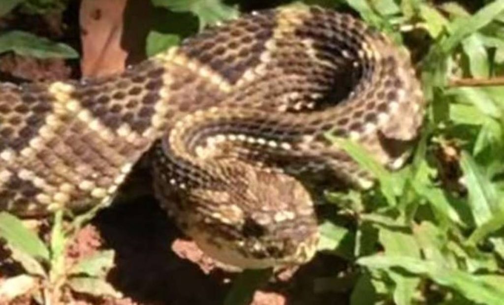 Corpo de Bombeiros captura cascavel em frente a residência em Pedro Leopoldo