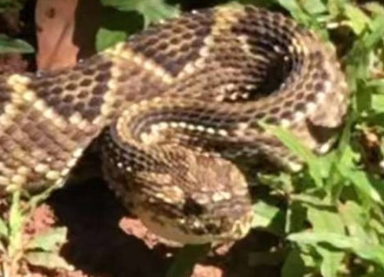 Corpo de Bombeiros captura cascavel em frente a residência em Pedro Leopoldo