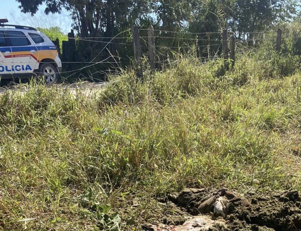 Criminosos invadem fazenda, abatem vaca prenha e furtam carne em Pedro Leopoldo